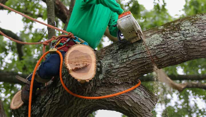 tree removal hagerstown md