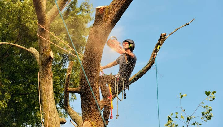 tree removal hagerstown md