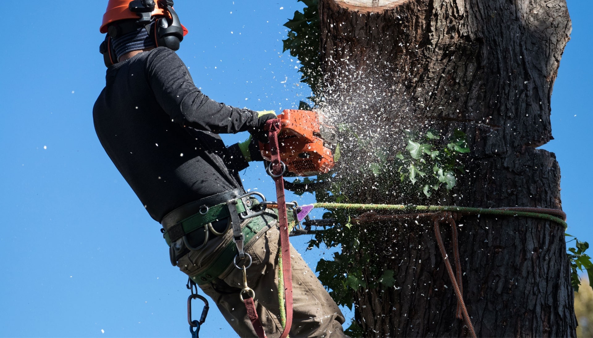 tree service hagerstown md